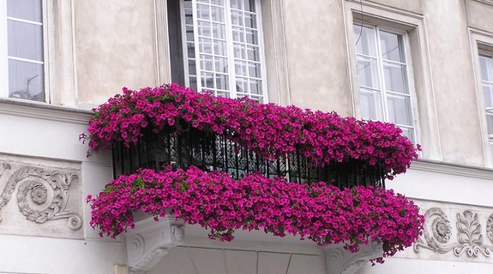 What flowers to plant on the balcony for the sunny side?