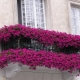 Bunga apa yang perlu ditanam di balkoni untuk bahagian yang cerah?
