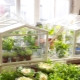 Arrangement of a greenhouse on the balcony